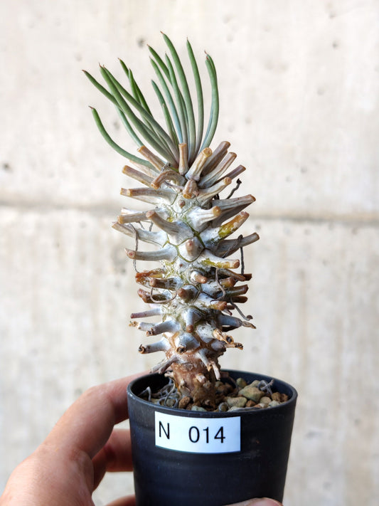 【現品限り】チレコドン・ワリチー 実生【N14】 Tylecodon wallichii