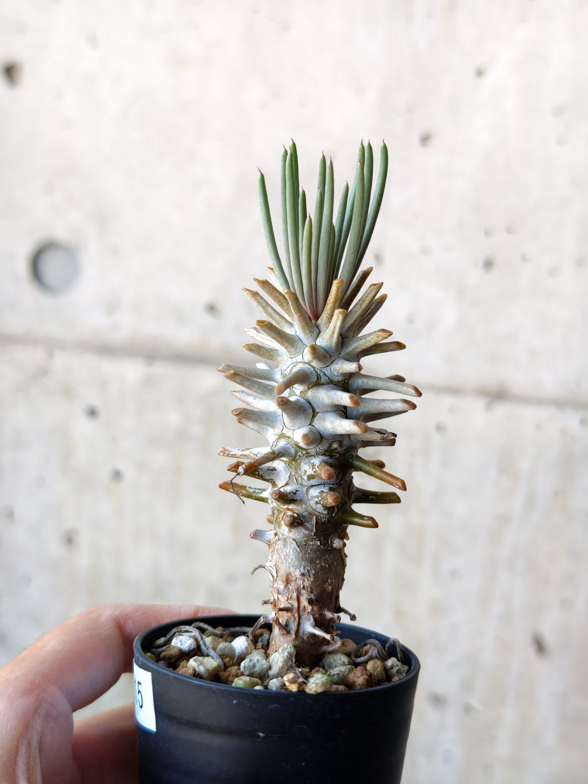 【現品限り】チレコドン・ワリチー 実生【N15】 Tylecodon wallichii
