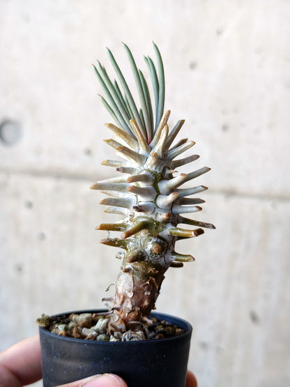 【現品限り】チレコドン・ワリチー 実生【N15】 Tylecodon wallichii