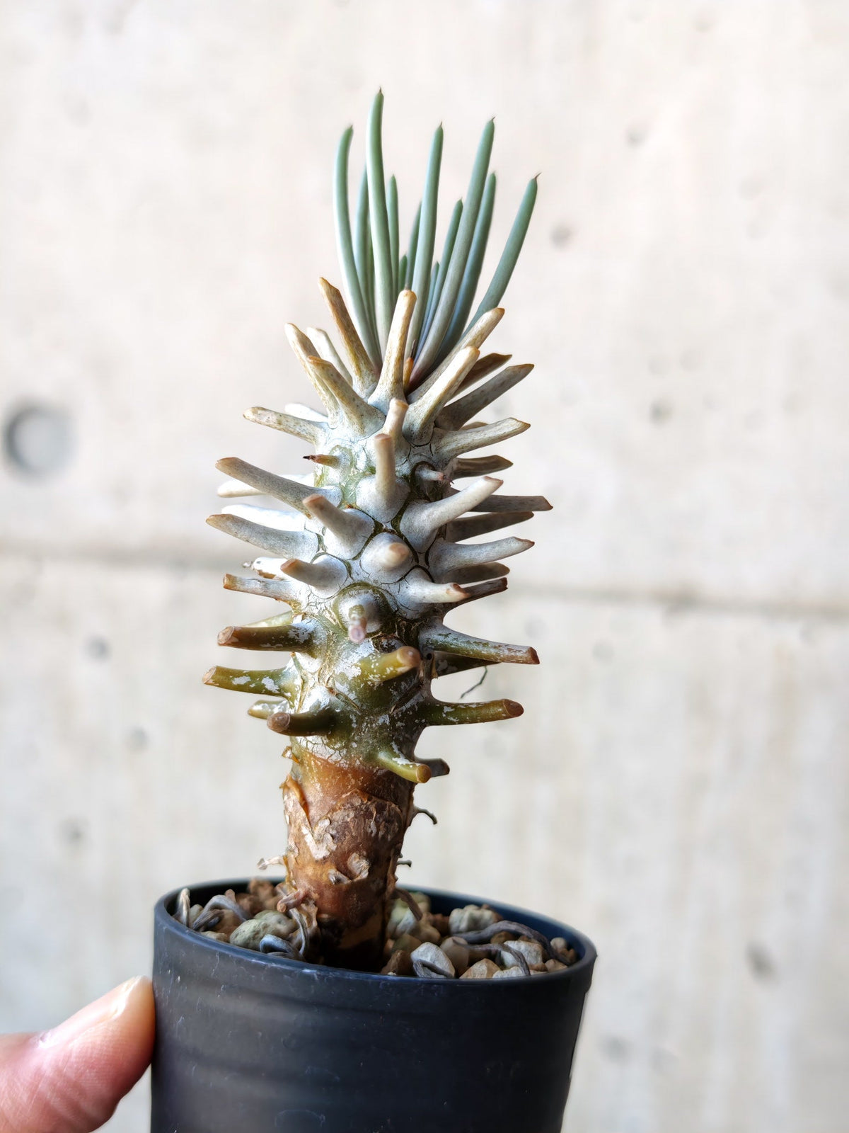 【現品限り】チレコドン・ワリチー 実生【N15】 Tylecodon wallichii