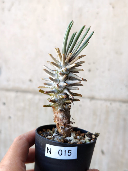 【現品限り】チレコドン・ワリチー 実生【N15】 Tylecodon wallichii