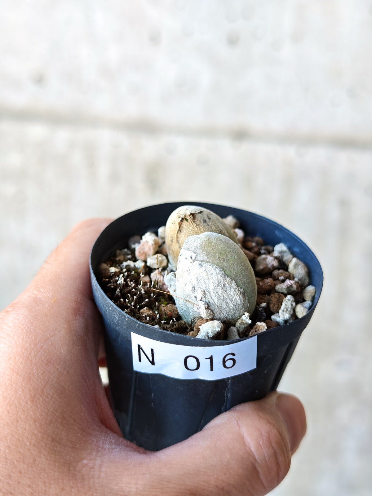 【現品限り】ムイリア・ホルテンセ 2頭 実生【N16】 Muiria hortenseae