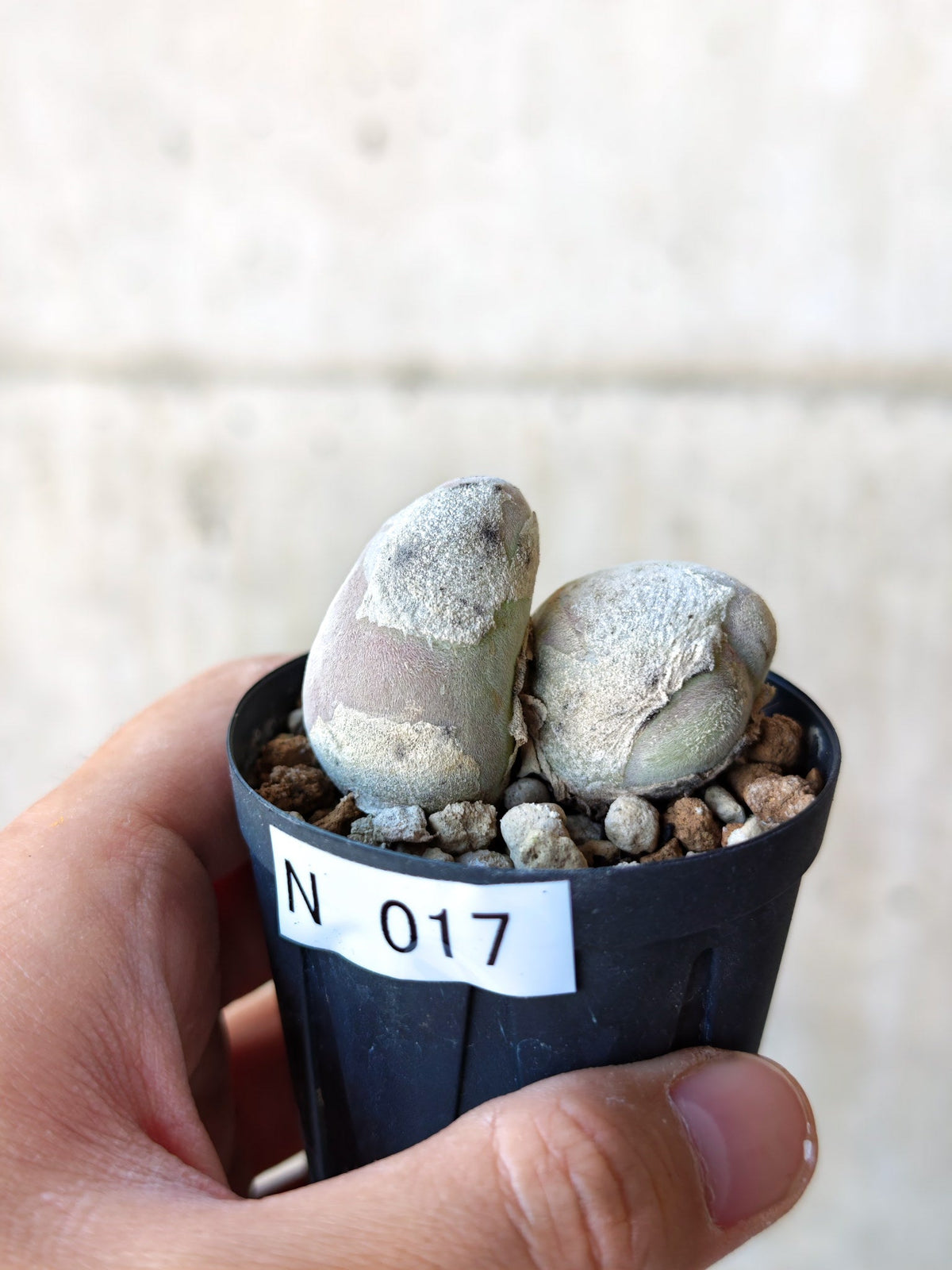 【現品限り】ムイリア・ホルテンセ 2頭 実生【N17】 Muiria hortenseae