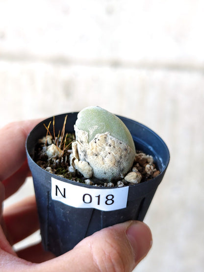 【現品限り】ムイリア・ホルテンセ 実生【N18】 Muiria hortenseae