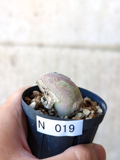 【現品限り】ムイリア・ホルテンセ 実生【N19】 Muiria hortenseae