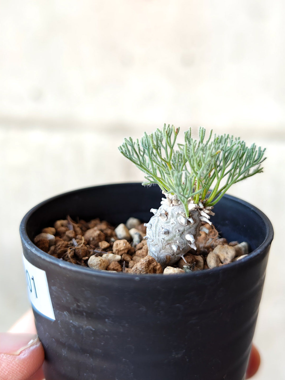 【現品限り】モンソニア・ぺニクリナム 実生【N1】 Monsonia peniculinum