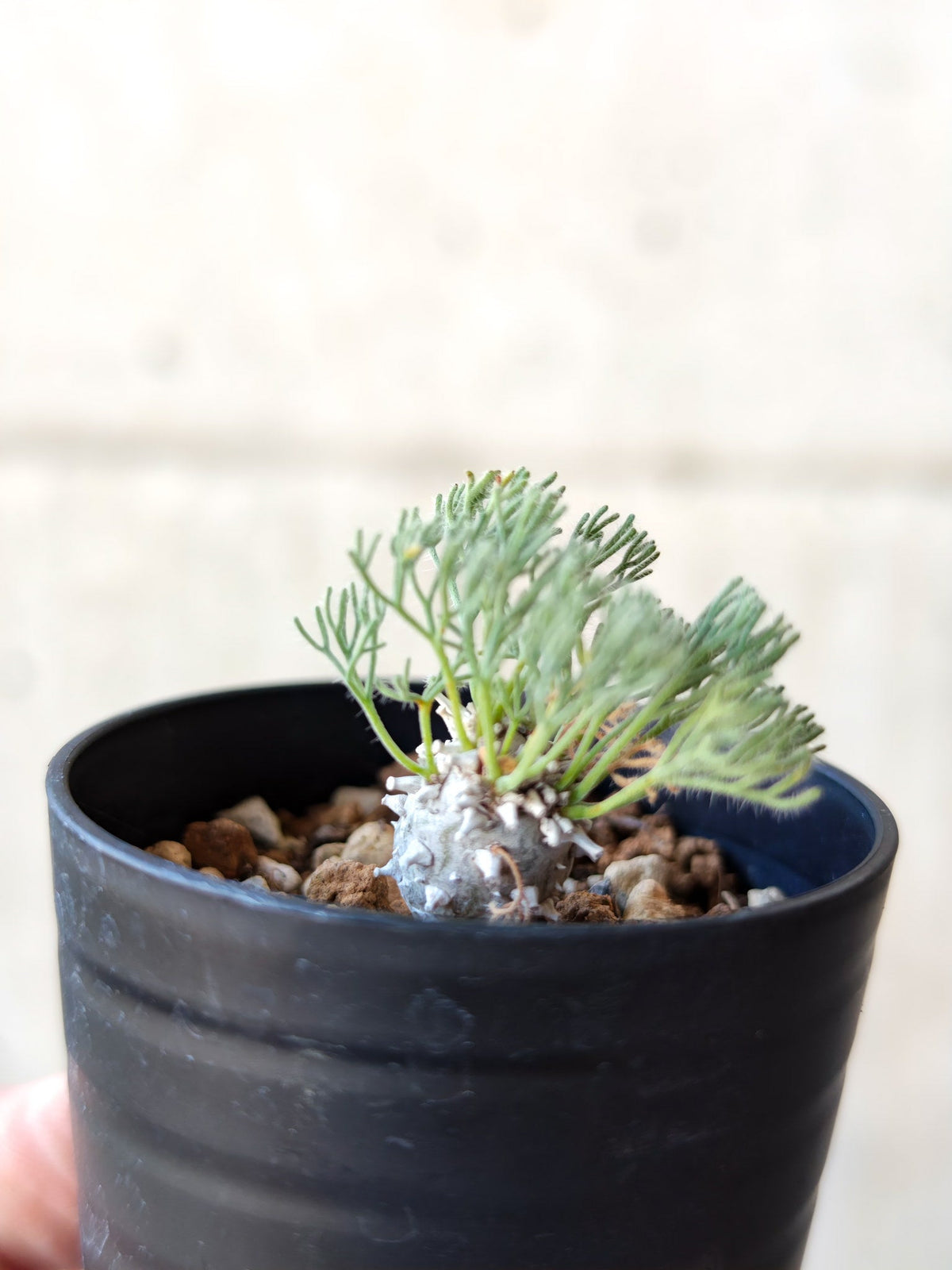 【現品限り】モンソニア・ぺニクリナム 実生【N1】 Monsonia peniculinum