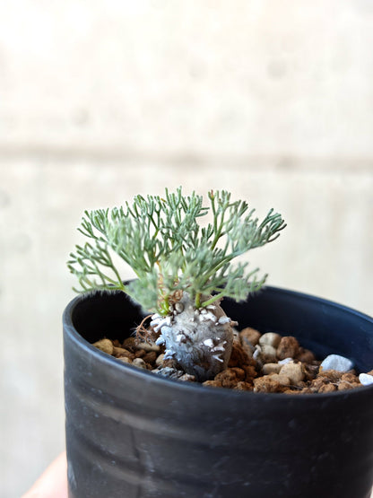 【現品限り】モンソニア・ぺニクリナム 実生【N1】 Monsonia peniculinum