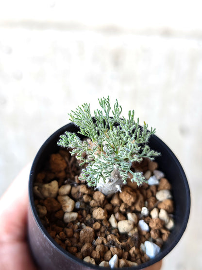 【現品限り】モンソニア・ぺニクリナム 実生【N1】 Monsonia peniculinum
