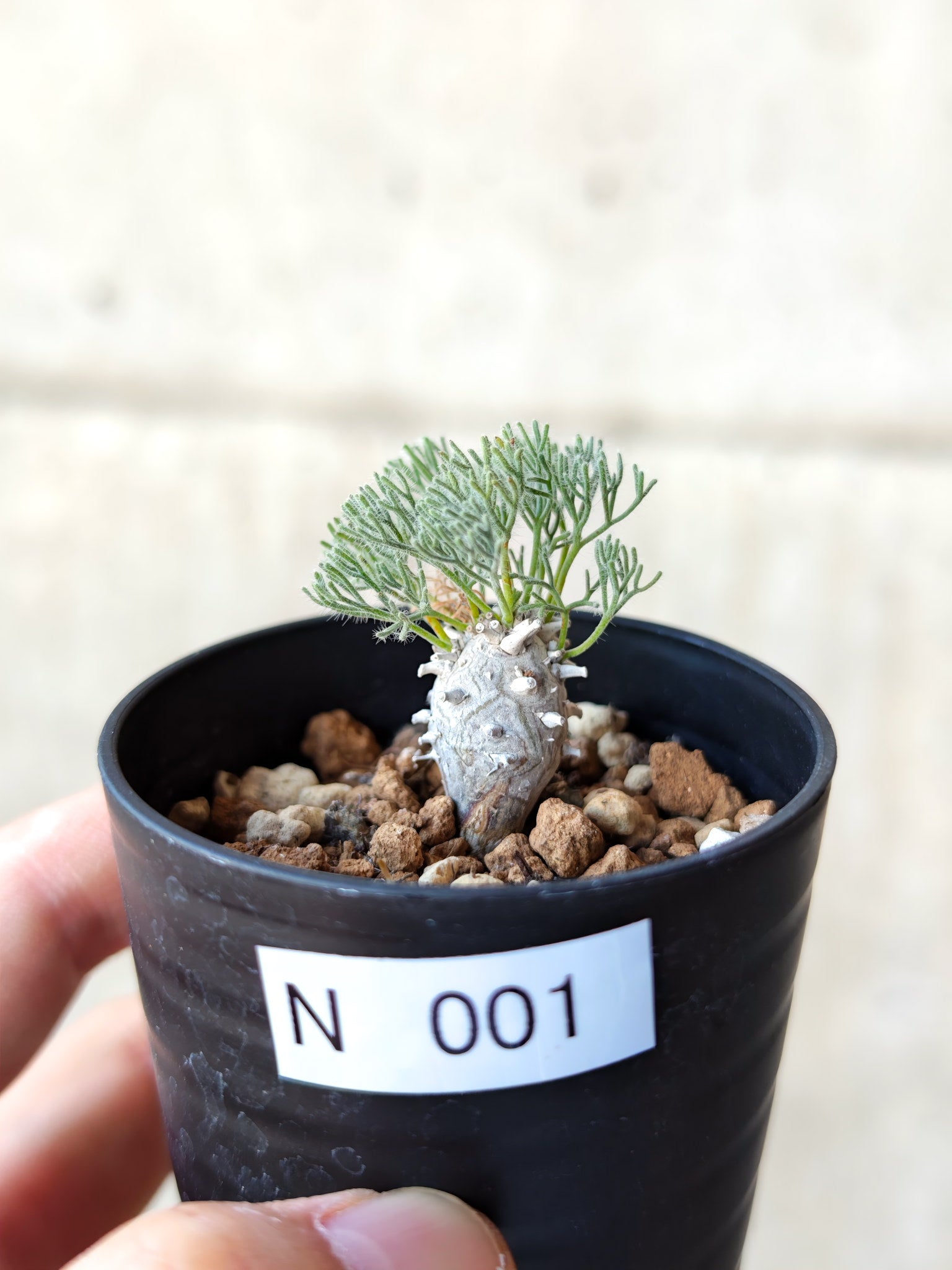 モンソニア・ぺニクリナム 実生【N1】 Monsonia peniculinum 塊根植物