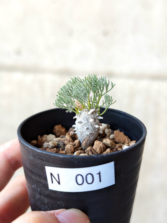 【現品限り】モンソニア・ぺニクリナム 実生【N1】 Monsonia peniculinum