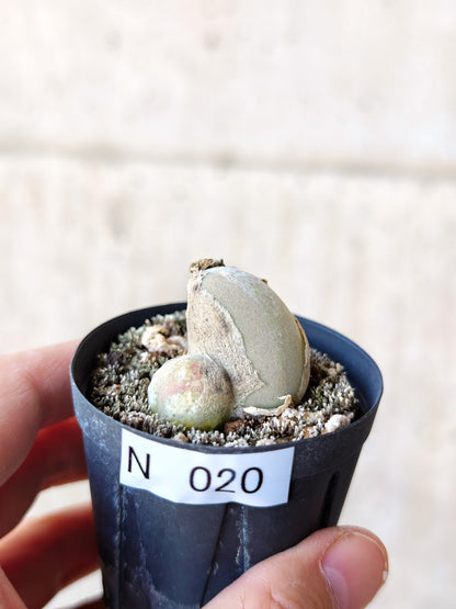 【現品限り】ムイリア・ホルテンセ 2頭 実生【N20】 Muiria hortenseae