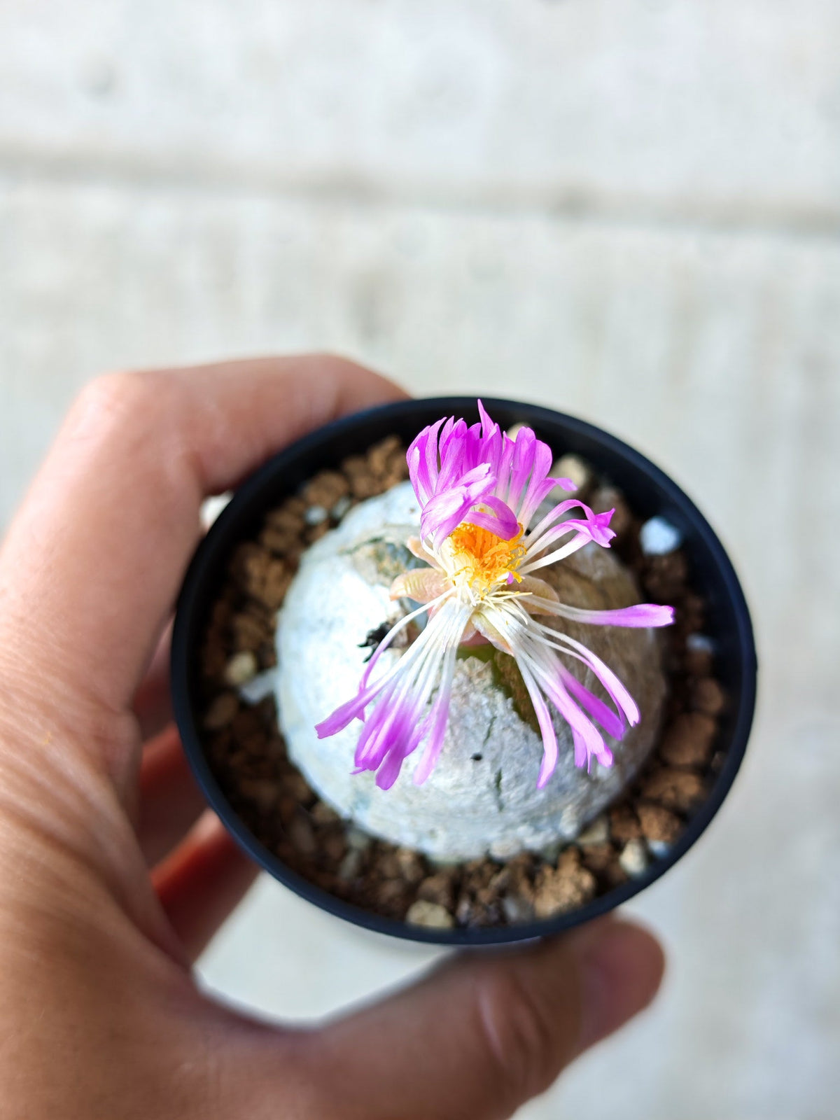 【現品限り】コノフィツム・ブルゲリ 大株 実生【N21】 Conophytum burgeri