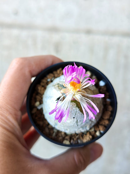 【現品限り】コノフィツム・ブルゲリ 大株 実生【N21】 Conophytum burgeri
