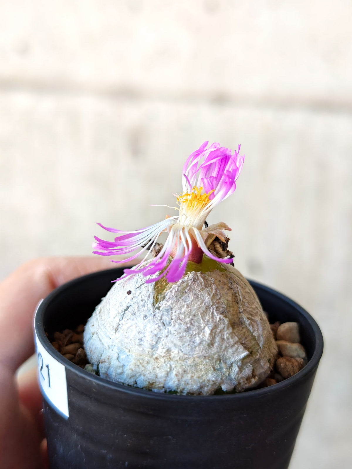 【現品限り】コノフィツム・ブルゲリ 大株 実生【N21】 Conophytum burgeri