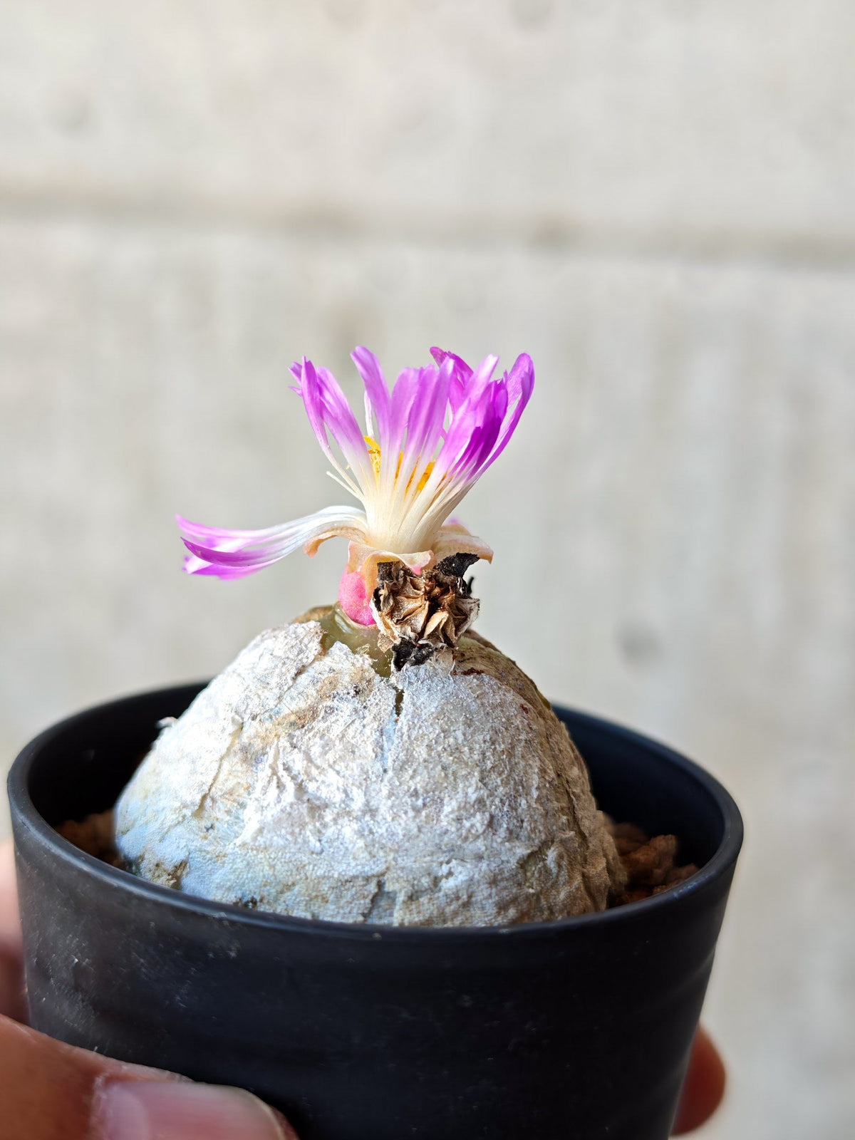 【現品限り】コノフィツム・ブルゲリ 大株 実生【N21】 Conophytum burgeri