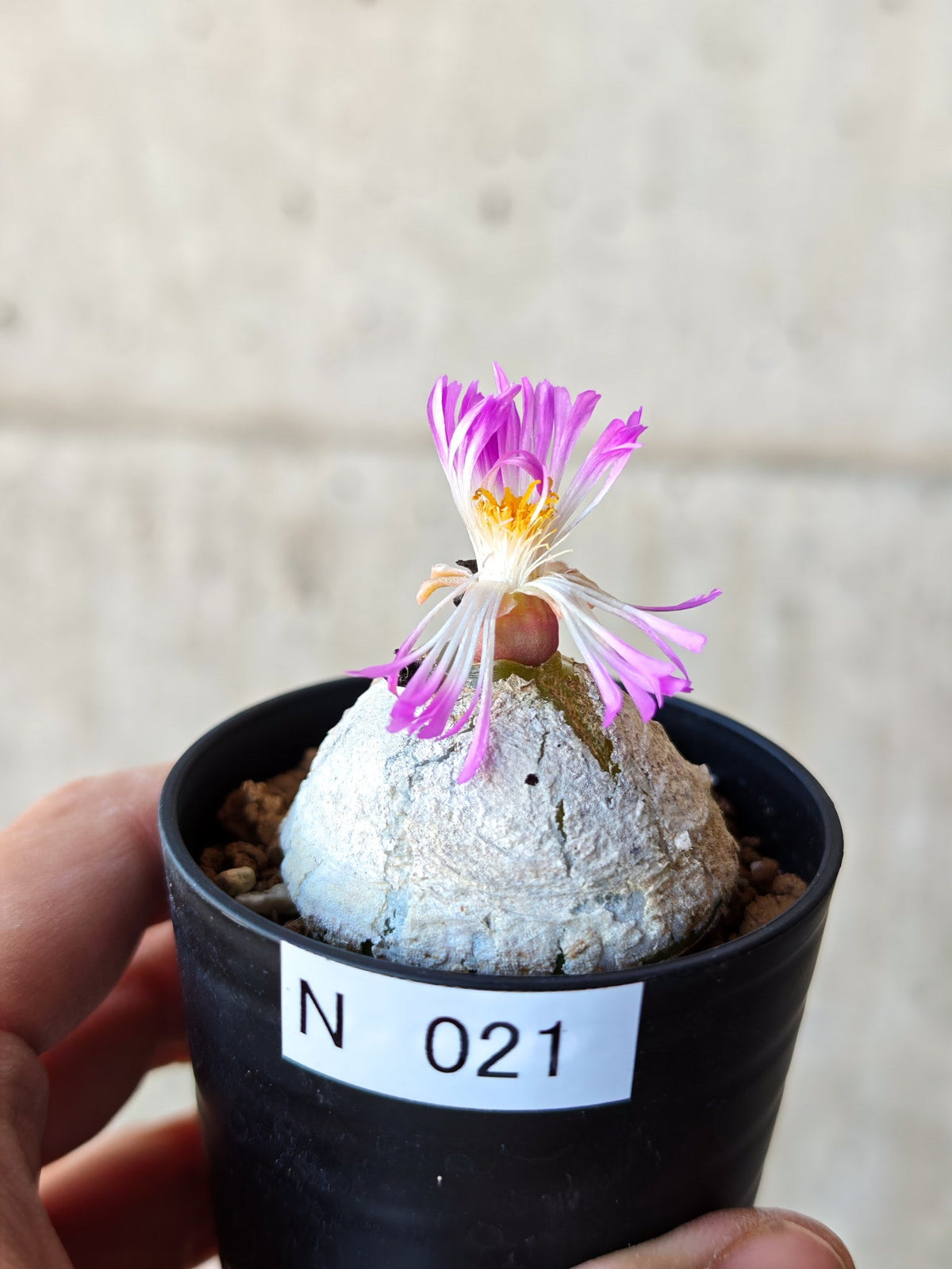 【現品限り】コノフィツム・ブルゲリ 大株 実生【N21】 Conophytum burgeri