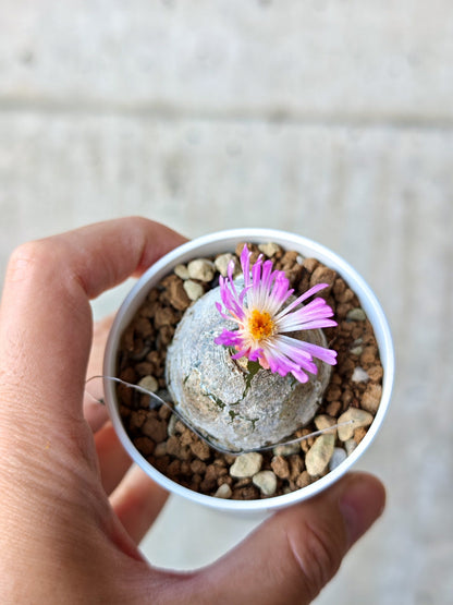 【現品限り】コノフィツム・ブルゲリ 大株 実生【N22】 Conophytum burgeri