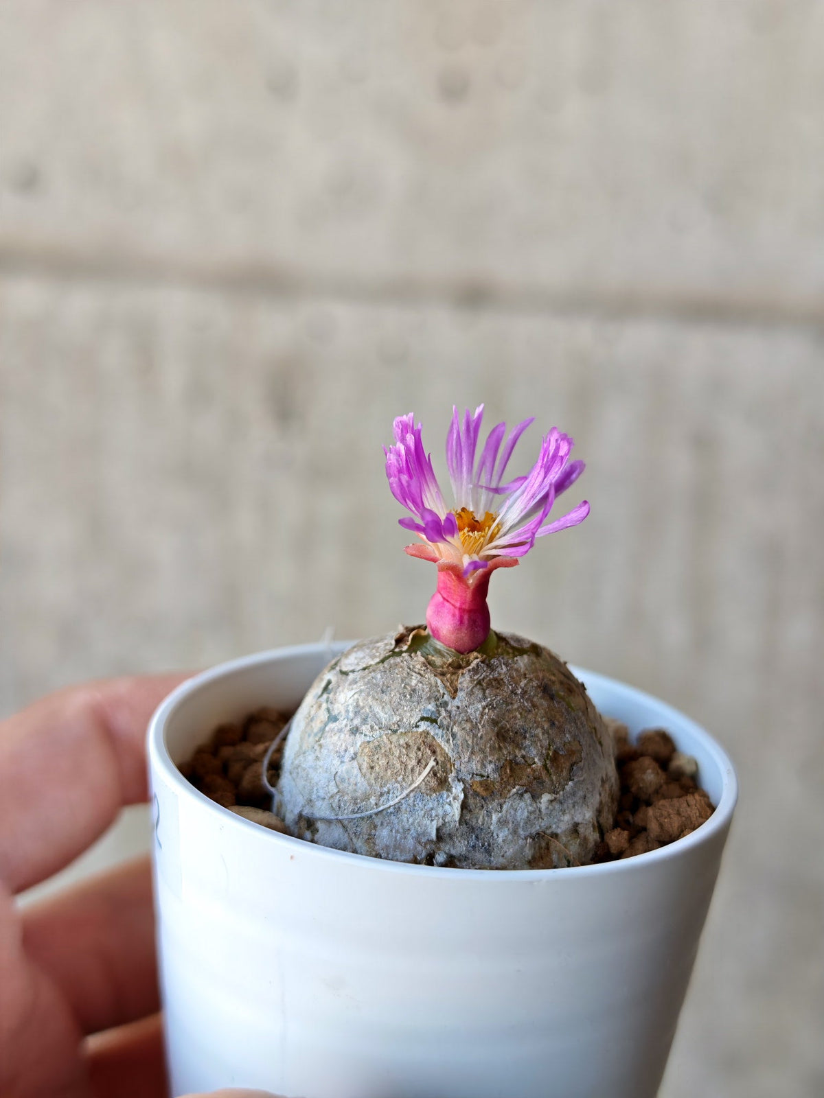 【現品限り】コノフィツム・ブルゲリ 大株 実生【N22】 Conophytum burgeri