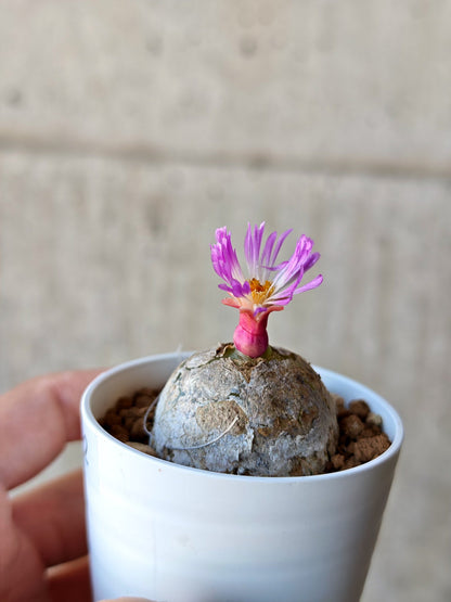 【現品限り】コノフィツム・ブルゲリ 大株 実生【N22】 Conophytum burgeri