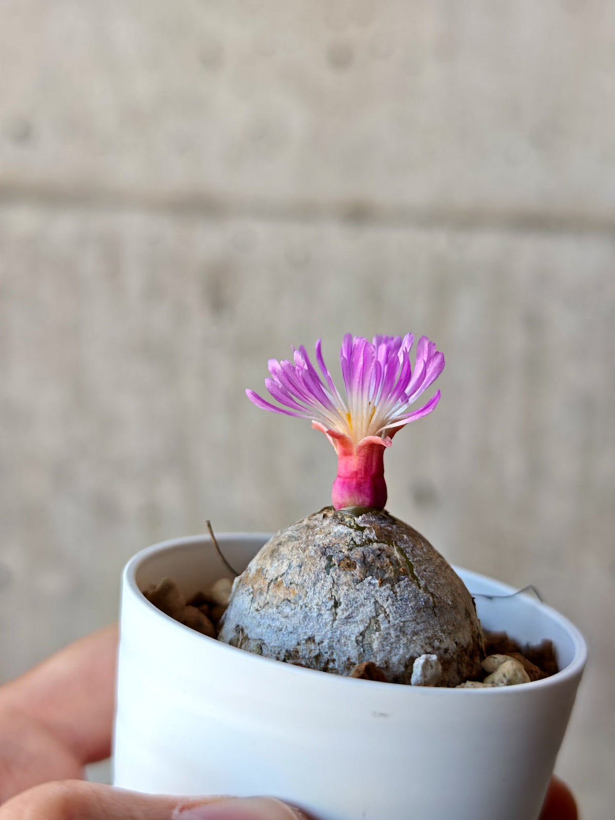 【現品限り】コノフィツム・ブルゲリ 大株 実生【N22】 Conophytum burgeri