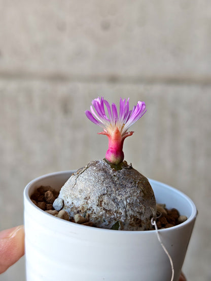 【現品限り】コノフィツム・ブルゲリ 大株 実生【N22】 Conophytum burgeri