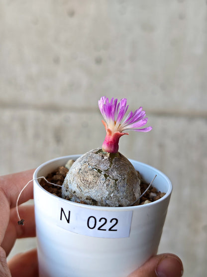 【現品限り】コノフィツム・ブルゲリ 大株 実生【N22】 Conophytum burgeri
