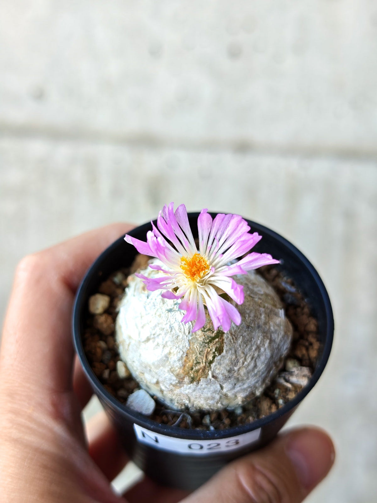 【現品限り】コノフィツム・ブルゲリ 大株 実生【N23】 Conophytum burgeri