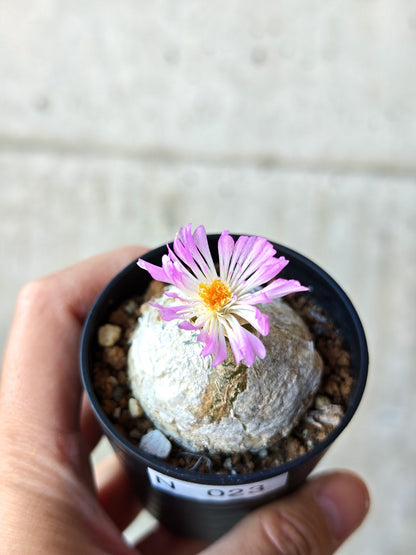 【現品限り】コノフィツム・ブルゲリ 大株 実生【N23】 Conophytum burgeri