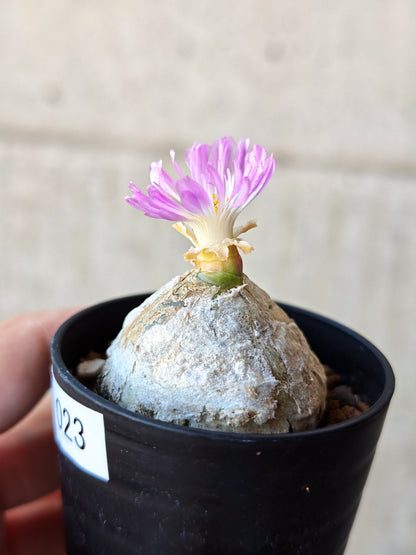 【現品限り】コノフィツム・ブルゲリ 大株 実生【N23】 Conophytum burgeri