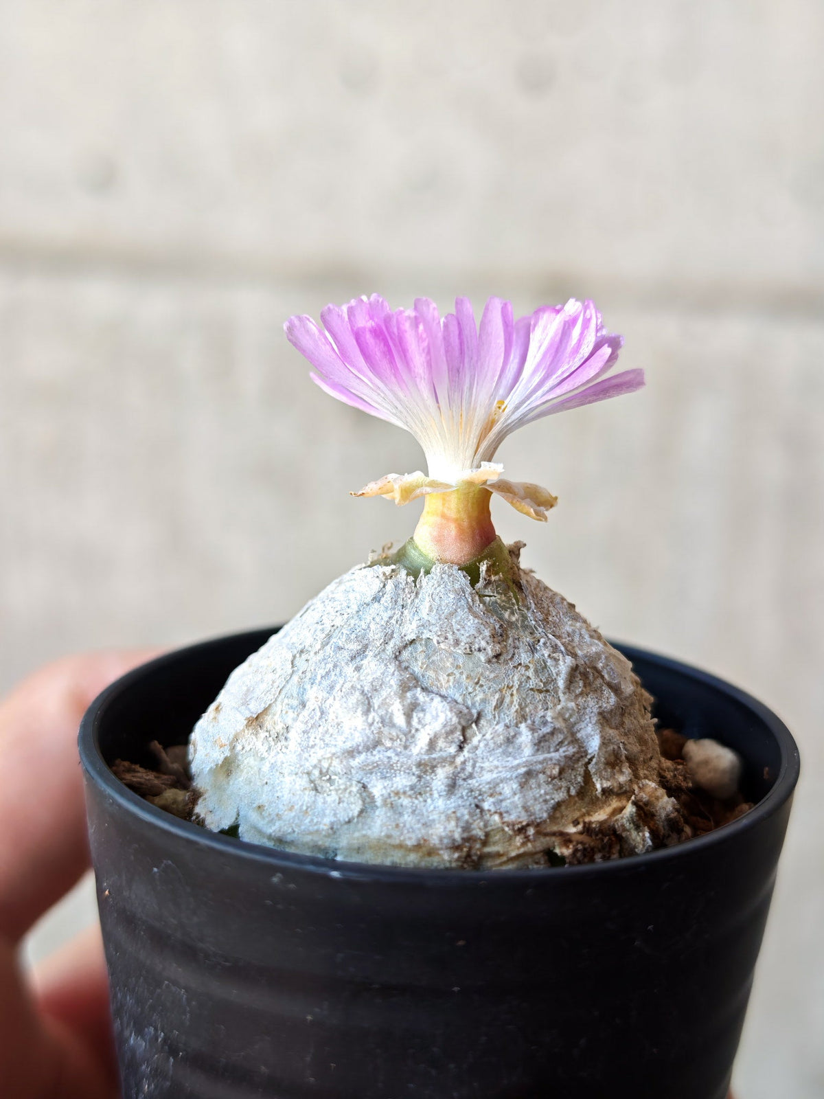 【現品限り】コノフィツム・ブルゲリ 大株 実生【N23】 Conophytum burgeri