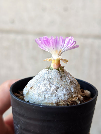 【現品限り】コノフィツム・ブルゲリ 大株 実生【N23】 Conophytum burgeri