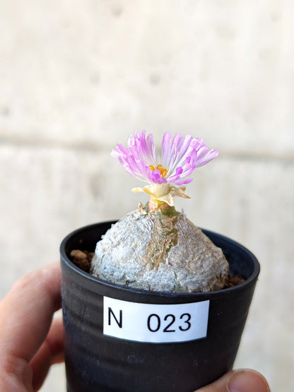 【現品限り】コノフィツム・ブルゲリ 大株 実生【N23】 Conophytum burgeri