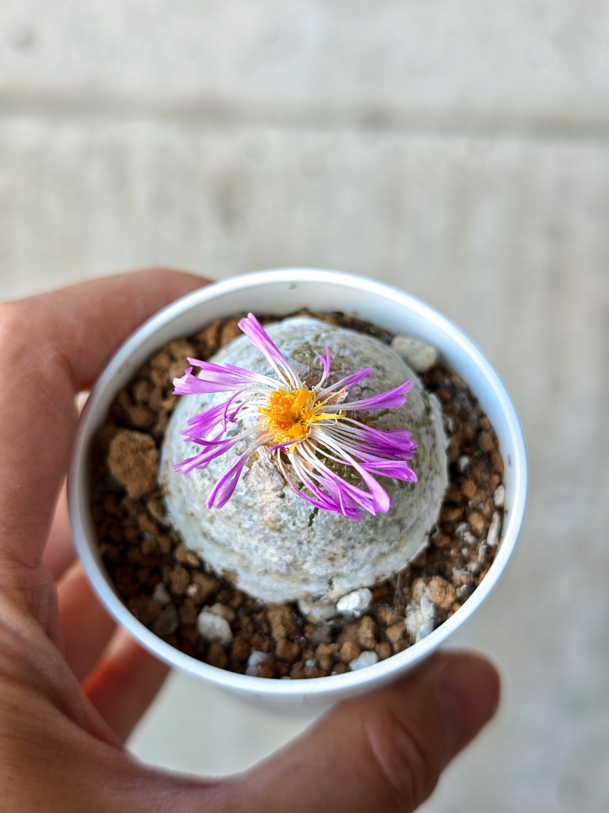 【現品限り】コノフィツム・ブルゲリ 大株 実生【N24】 Conophytum burgeri