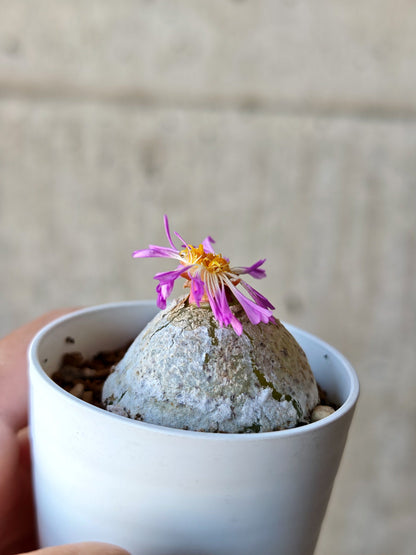 【現品限り】コノフィツム・ブルゲリ 大株 実生【N24】 Conophytum burgeri
