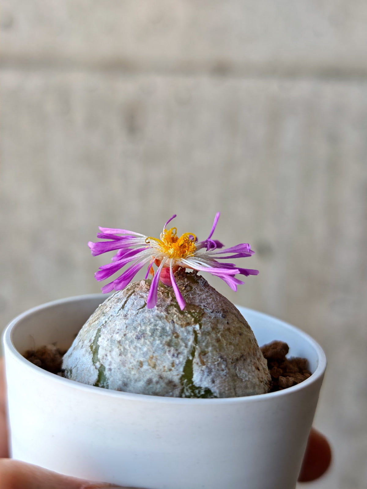 【現品限り】コノフィツム・ブルゲリ 大株 実生【N24】 Conophytum burgeri