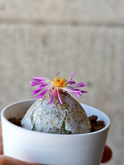 【現品限り】コノフィツム・ブルゲリ 大株 実生【N24】 Conophytum burgeri