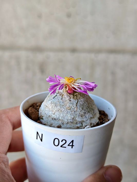 【現品限り】コノフィツム・ブルゲリ 大株 実生【N24】 Conophytum burgeri