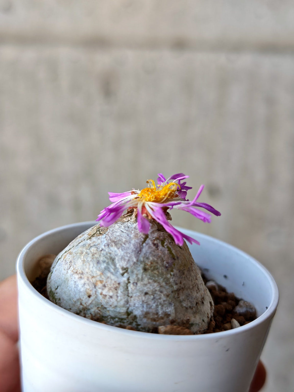 【現品限り】コノフィツム・ブルゲリ 大株 実生【N24】 Conophytum burgeri
