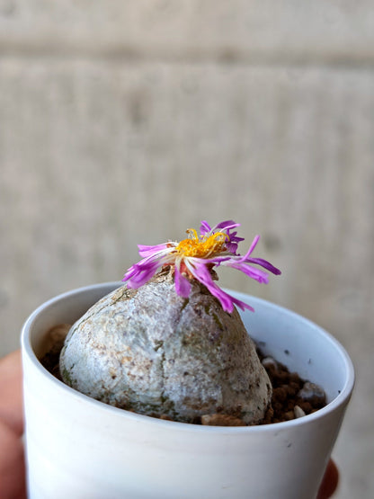【現品限り】コノフィツム・ブルゲリ 大株 実生【N24】 Conophytum burgeri