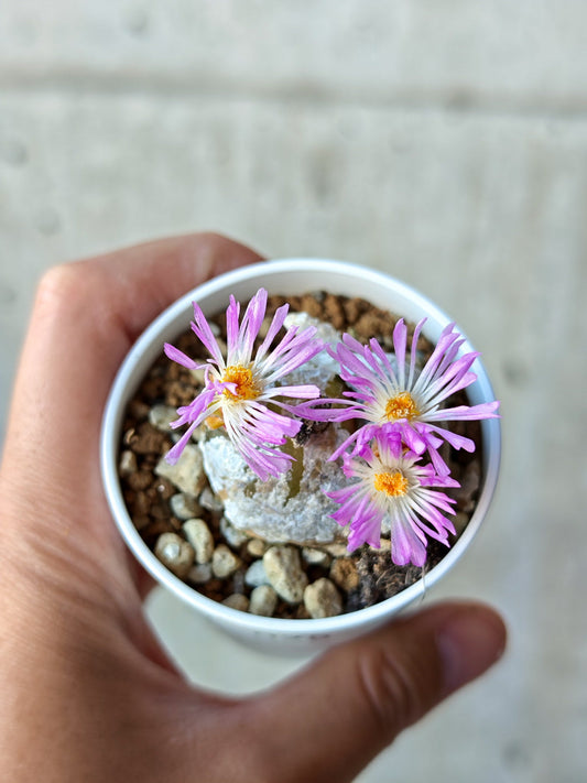 【現品限り】コノフィツム・ブルゲリ 希少 大株 実生【N25】 Conophytum burgeri