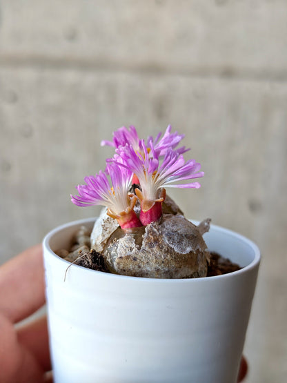 【現品限り】コノフィツム・ブルゲリ 希少 大株 実生【N25】 Conophytum burgeri