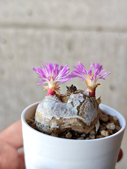 【現品限り】コノフィツム・ブルゲリ 希少 大株 実生【N25】 Conophytum burgeri
