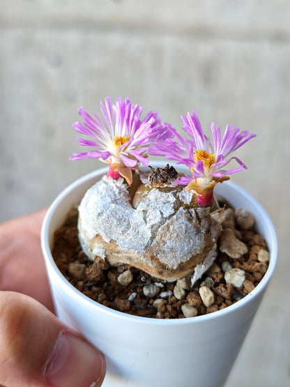【現品限り】コノフィツム・ブルゲリ 希少 大株 実生【N25】 Conophytum burgeri