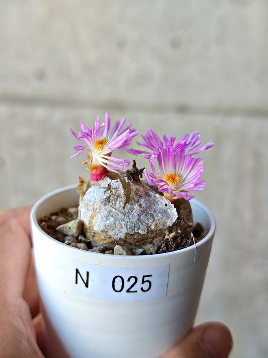 【現品限り】コノフィツム・ブルゲリ 希少 大株 実生【N25】 Conophytum burgeri