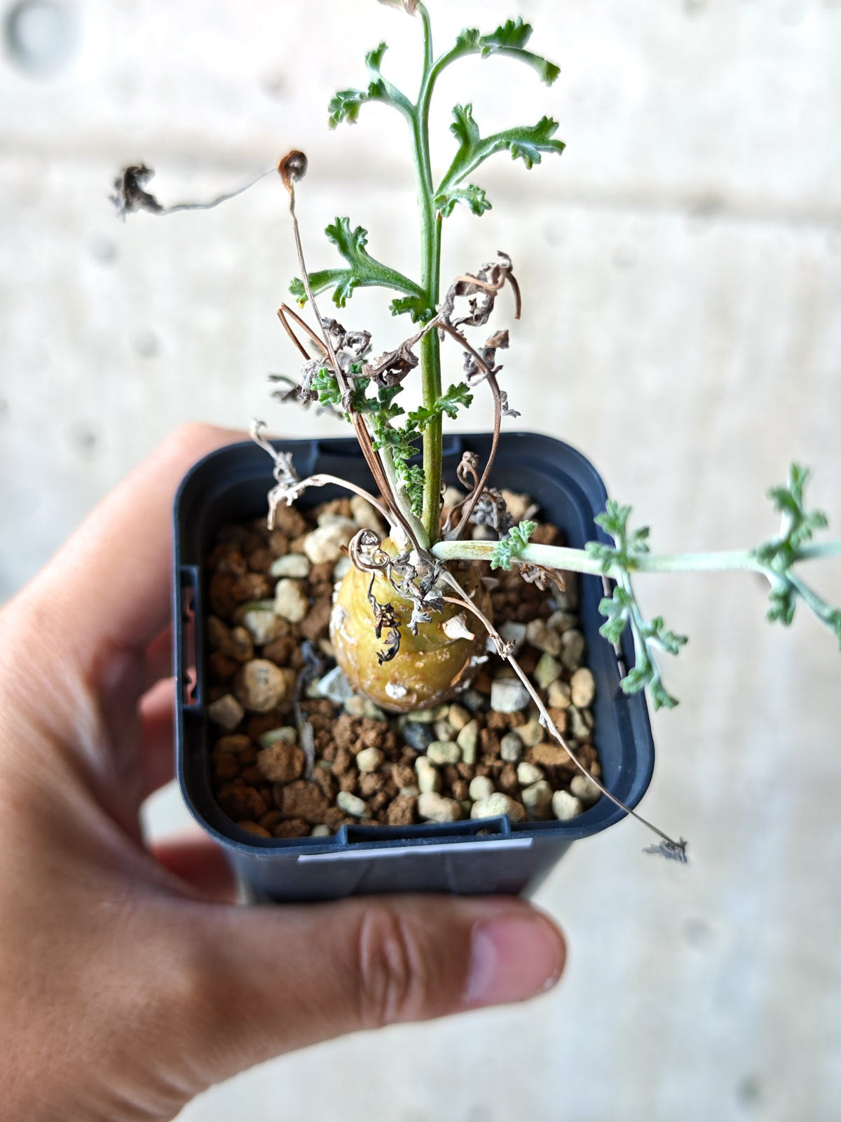 【現品限り】ペラルゴニウム・フェルラケウム実生【N26】 Pelargonium ferulaceum