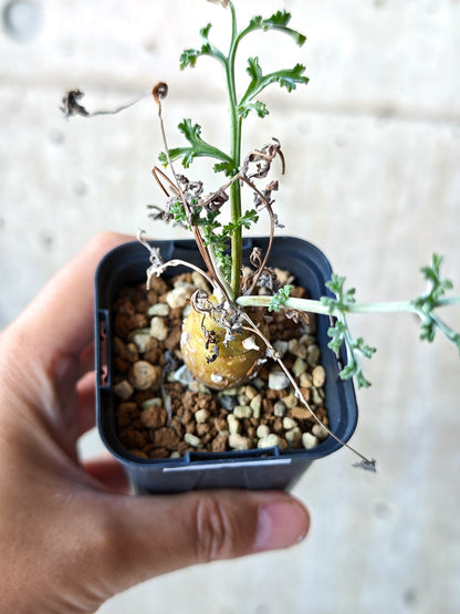 【現品限り】ペラルゴニウム・フェルラケウム実生【N26】 Pelargonium ferulaceum