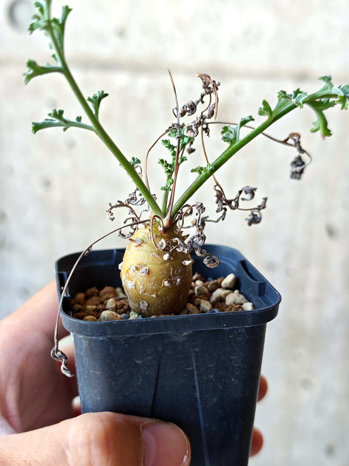 【現品限り】ペラルゴニウム・フェルラケウム実生【N26】 Pelargonium ferulaceum