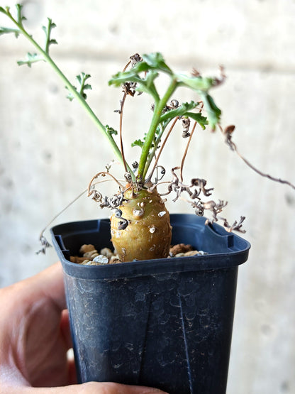 【現品限り】ペラルゴニウム・フェルラケウム実生【N26】 Pelargonium ferulaceum