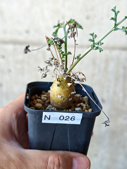 【現品限り】ペラルゴニウム・フェルラケウム実生【N26】 Pelargonium ferulaceum